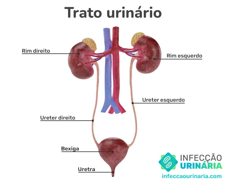 Anatomia urinária